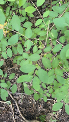Symphoricarpos orbiculatus