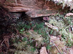 Polytrichastrum alpinum