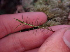 Polytrichastrum alpinum