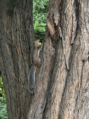Sciurus carolinensis