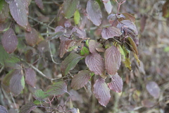 Cornus sanguinea australis