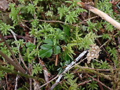 Coptis aspleniifolia