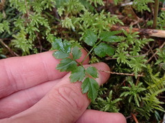 Coptis aspleniifolia