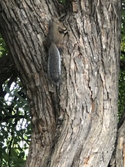 Sciurus carolinensis