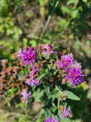 Vernonia baldwinii
