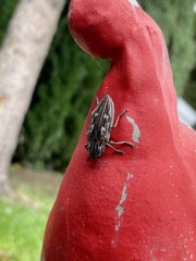 Chalcophora mariana