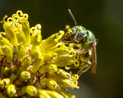 Augochlorella aurata