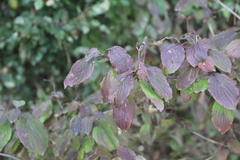 Cornus sanguinea australis