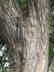 Sciurus carolinensis