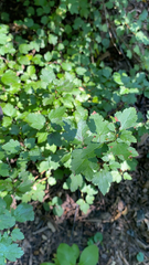 Ribes alpinum