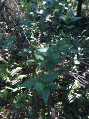 Maesa perlaria formosana