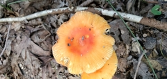 Amanita parcivolvata