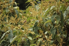 Empidonax fulvifrons