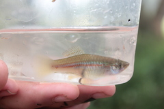 Xiphophorus hellerii