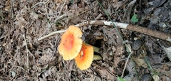 Amanita parcivolvata