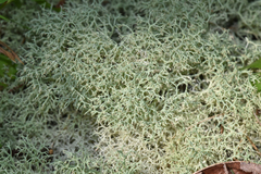 Cladonia confusa