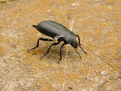 Tenebrioninae
