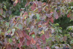 Cornus sanguinea australis