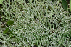 Cladonia furcata