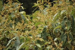 Empidonax fulvifrons