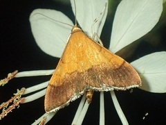 Pyrausta bicoloralis