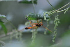 Ichneumon