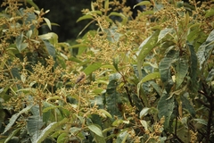 Empidonax fulvifrons