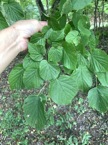 Kasna lipa (Tilia cordata)