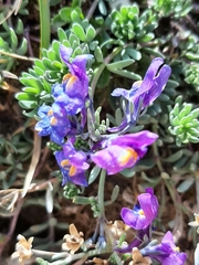 Linaria alpina