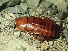 Parcoblatta pennsylvanica