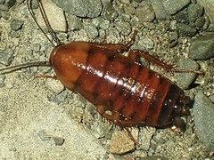 Parcoblatta pennsylvanica