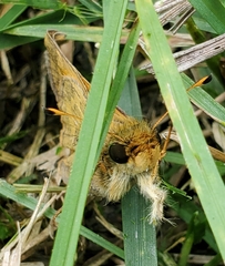 Atalopedes campestris