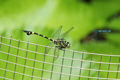 Ictinogomphus pertinax