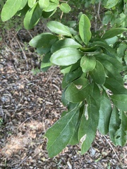 Sideroxylon lanuginosum