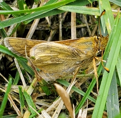 Atalopedes campestris