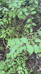 Symphoricarpos orbiculatus