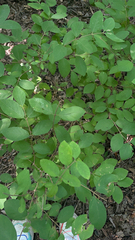Symphoricarpos orbiculatus