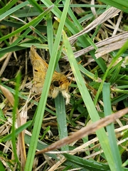 Atalopedes campestris