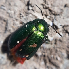 Chrysolinina