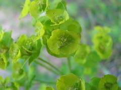 Euphorbia borodinii