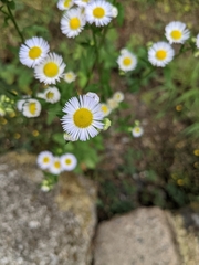 Erigeron philadelphicus