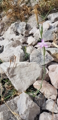 Dianthus ciliatus