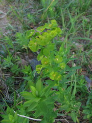 Euphorbia borodinii