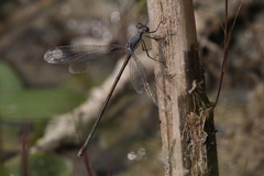 Lestes vigilax