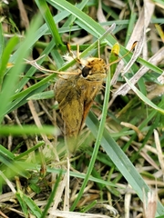 Atalopedes campestris