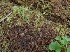 Pseudisothecium stoloniferum