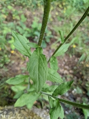Erigeron philadelphicus
