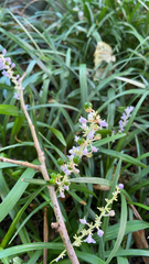 Liriope muscari
