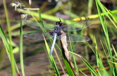 Erythrodiplax chromoptera