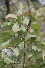 Prunus domestica